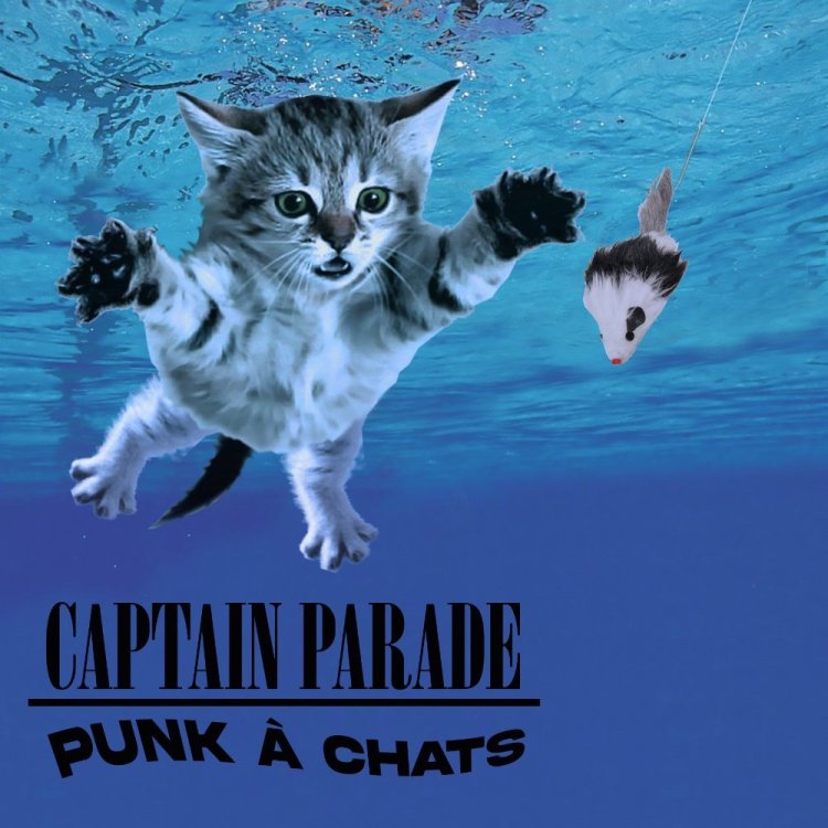 punk-a-chats-1.jpg
