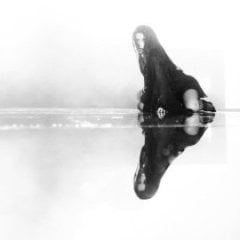 Paradoxe